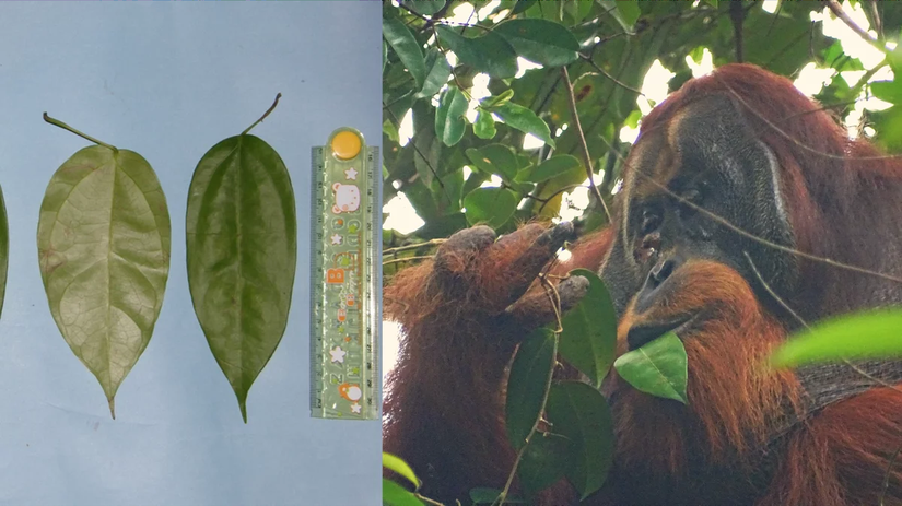Fibraurea tinctoria yapraklarının resimleri, solda. Sağda, Rakus yarasına bir bitki ağı uyguladıktan bir gün sonra daha fazla yaprak yerken görülüyor.