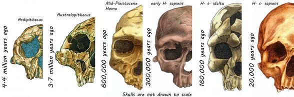 Skulls of Hominins