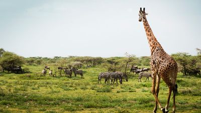 İnsanların Boynunda 7 Omur Bulunur. Bu Durumda, Zürafaların Boyunlarında Kaç Omur Vardır?