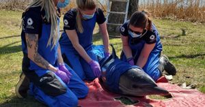 Communities Unite To Rescue Dolphins Facing Crisis