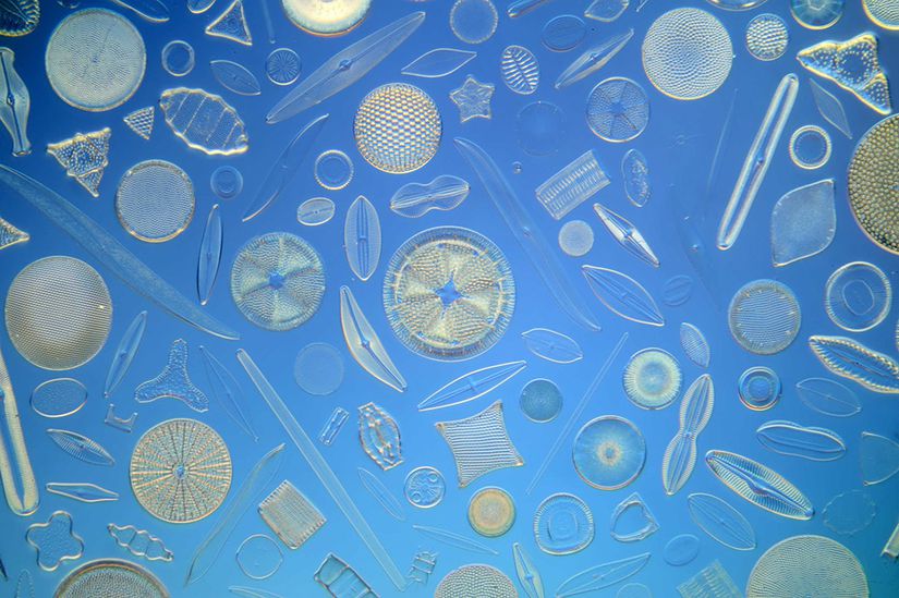 Dünya oksijeninin büyük bölümünden sorumlu bu küçük canlıların en büyükleri 1mm genişliğindedir.  1cm3 deniz suyunda 10000 tane diatom canlısı bulunur. Birçok deniz canlısı diatomlarla beslenir.