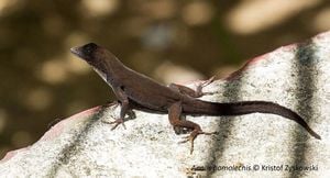 Lizards Adapt Their Genes For Urban Survival