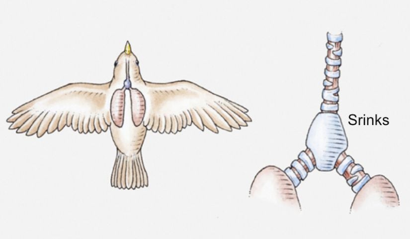 Ötücü bir kuşun solunum sistemindeki srinks, bronş ve akciğer yapısını gösteren bir illüstrasyon.