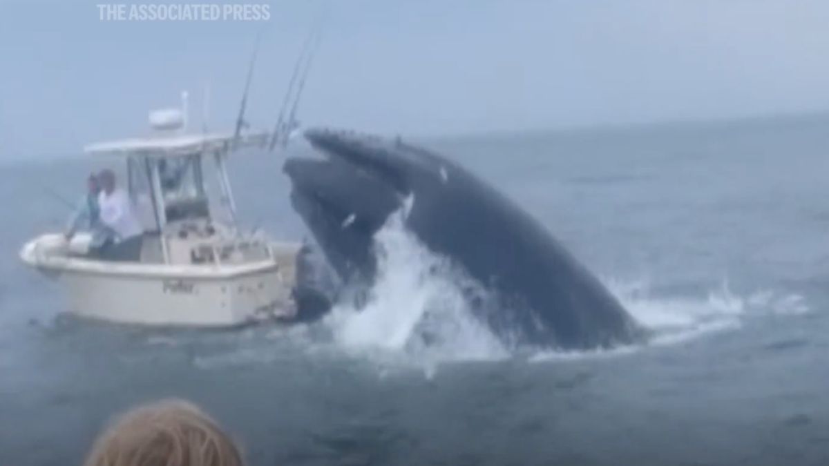 Whale Capsizes Fishing Boat Off New Hampshire Coast - The Pinnacle Gazette