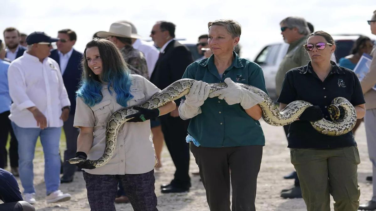 Python Hunters Tackle Everglades' Invaders