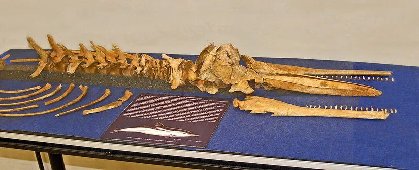 Delphinidae ailesinden bir tür olan Septidelphis morii fosil iskeleti.