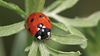 Aposematizm ve Uyarı Renkleri: Uğur Böcekleri, Neden Genellikle Dikkat Çekici Kırmızı Renge Sahiptir?