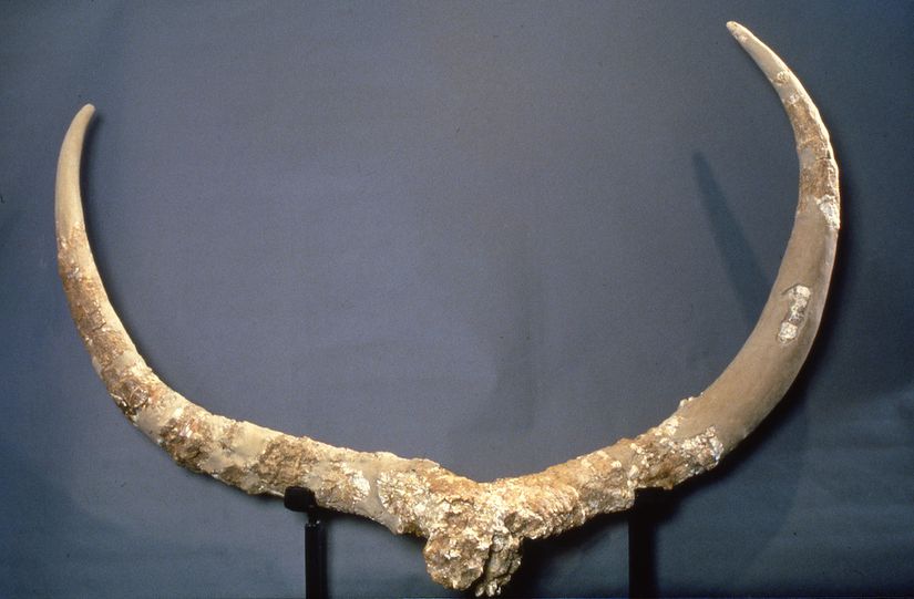 Bir zamanlar Ubeidiya bölgesinde dolaşmış bir bufalonun boynuzları