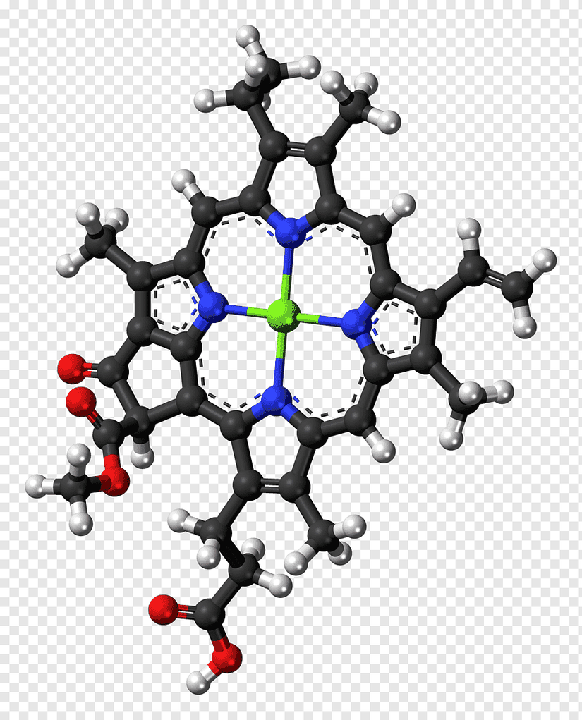 Klorofil molekülü
