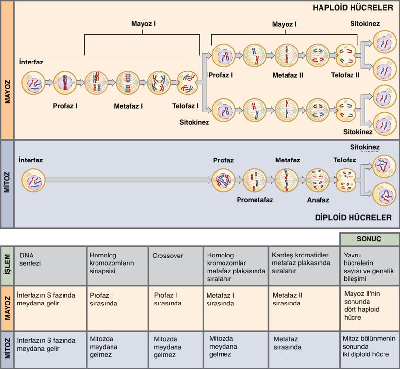 Mayoz ve Mitozun her ikisinden önce bir tur DNA replikasyonu gerçekleşir; ancak Mayoz iki çekirdek bölünmesi içerir. Mayoz bölünme sonucu oluşan dört yavru hücre haploiddir ve genetik olarak farklıdır. Mitoz bölünme sonucu oluşan yavru hücreler diploiddir ve genetik açıdan ana hücreyle aynıdır.