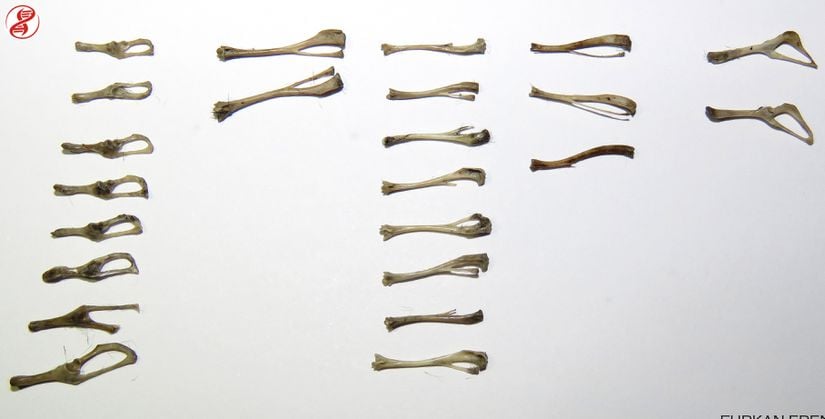 Peletten çıkan kemirgenlere ait bazı kemikler.