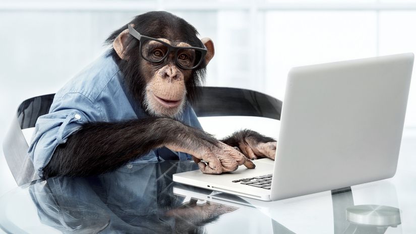 Laptop kullanıyor gibi gözüken bir şempanze...