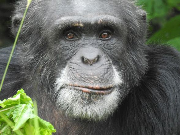 Yaşlanmış bir şempanze