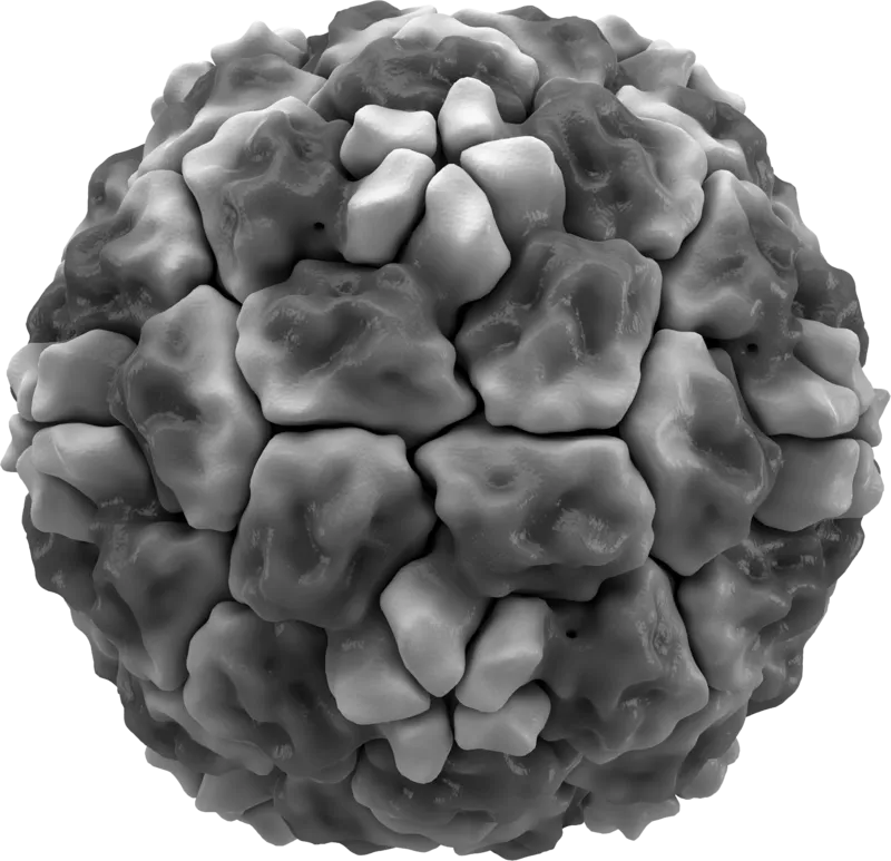 Rinovirüs, insanlarda görülen en yaygın viral enfeksiyonlardan olan soğuk algınlığının en büyük nedenlerinden biridir.