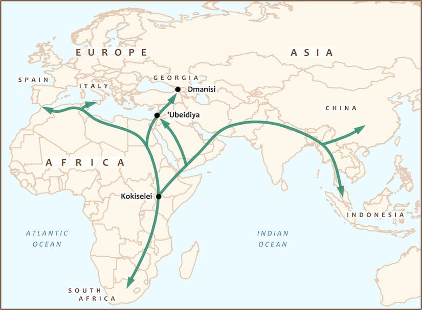 Homo erectus'un Afrika'nın içinde ve dışında yaptığı bilinen yolculuklar