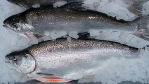 Financial Hurdles Challenge Land-Based Salmon Farming