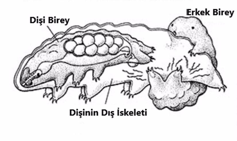 Tardigradların çiftleşme davranışını gösteren bir çizim.
