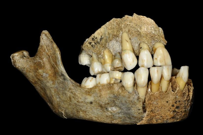 Şimdiye kadar bulunmuş en eski Neandartal kemiklerinden bir tanesi; çene kemiği ve dişler.