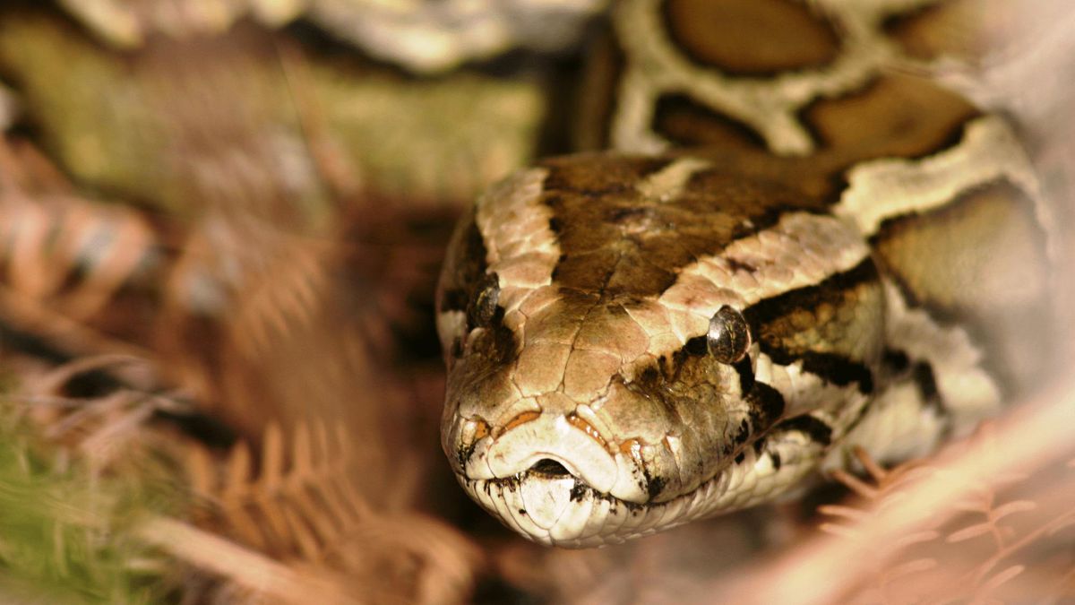 Florida Python Hunters Unite To Combat Invading Species