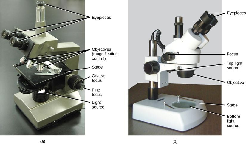 (a) Işık mikroskobu, (b) Diseksiyon mikroskobu