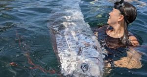 Rare Oarfish Surfaces Off California Coast