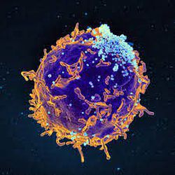 Neden immunolojiyle ilgili içeriklerin tamamına yakını COVİD-19 pandemisiyle ilgili?
