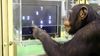 Şempanzeler, Kısa Dönem Hafıza Testinde İnsanlardan Çok Daha Üstünler!