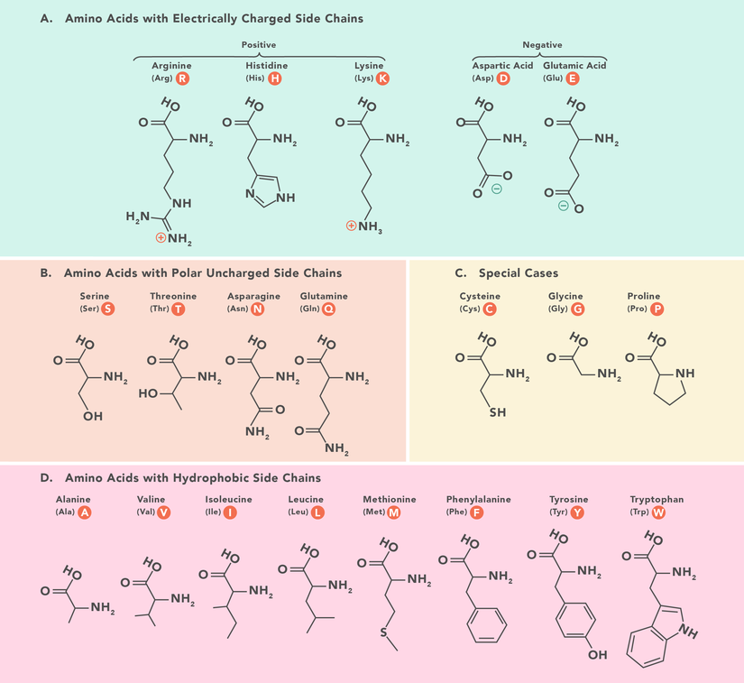 Görsel 2: 20 çeşit amino asidin moleküler yapıları
