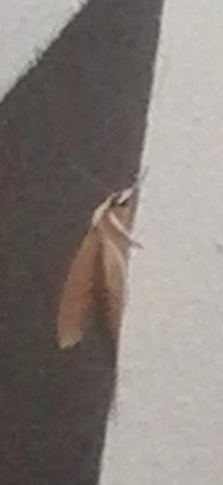 Bu uçan böcek hangi türdür?