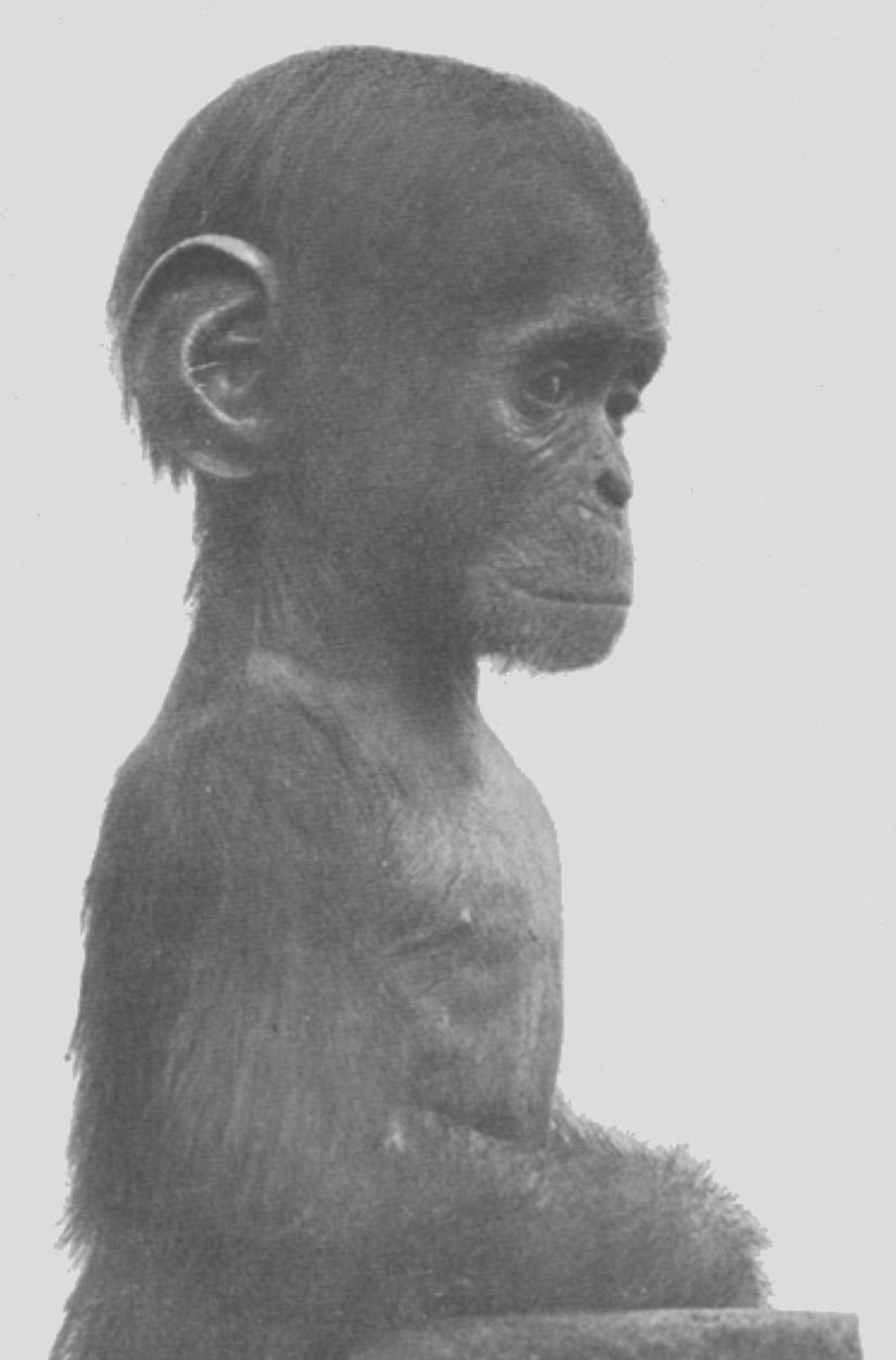 Bebek bir şempanzenin, yetişkin bir şempanzeye nazaran bize çok daha fazla benzediği açıktır.