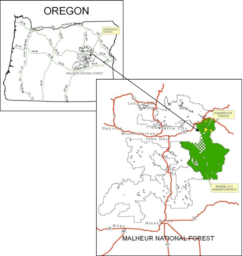 Sol üst köşedeki harita, Oregon eyaletini göstermketedir. Dev mantar ağı, Prairie City olarak bilinen küçük bir kasabanın dışındaki Ranger bölgesinde yer alır. Bu bölge, sağ alttaki haritada yeşil renkle gösterilmiştir. Yeşil haritanın içindeki sarı bölge, mantarın boyutlarını göstermektedir.