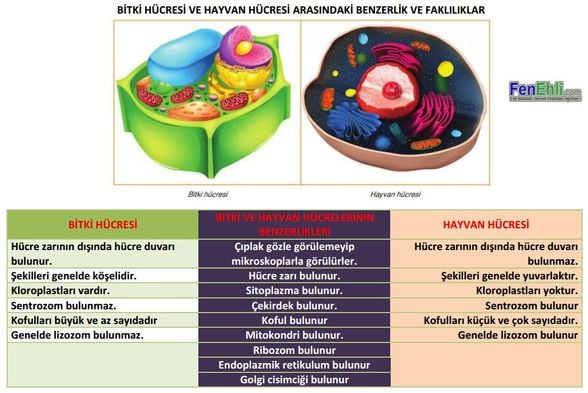 Bitki ve Hayvan Hücresi Arasında Benzerlik ve Farklar