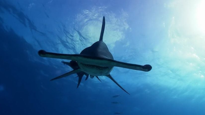 Köpekbalıkları, Dünya'nın Manyetik Alanını Kullanarak Yönlerini Belirliyorlar!