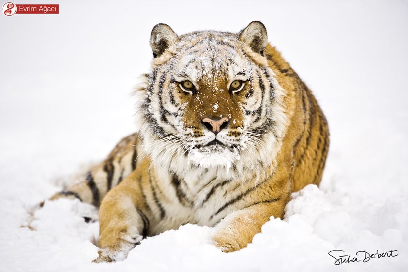 Yaşadığı bilinen en büyük kedi olan Sibirya kaplanı (Panthera tigris tigris).