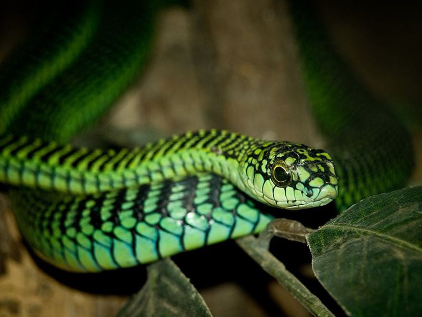 Ofistoglif tipi yılanların zehrini ciddiye almaması sebebiyle ölen herpetolog Karl Schmidt'i ısıra