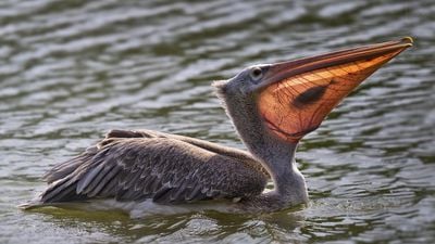 Pelikanlar ve Sıra Dışı Gagaları Hakkında Bilgiler