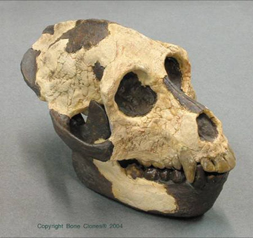 Aegyptopithecus (Fosil)