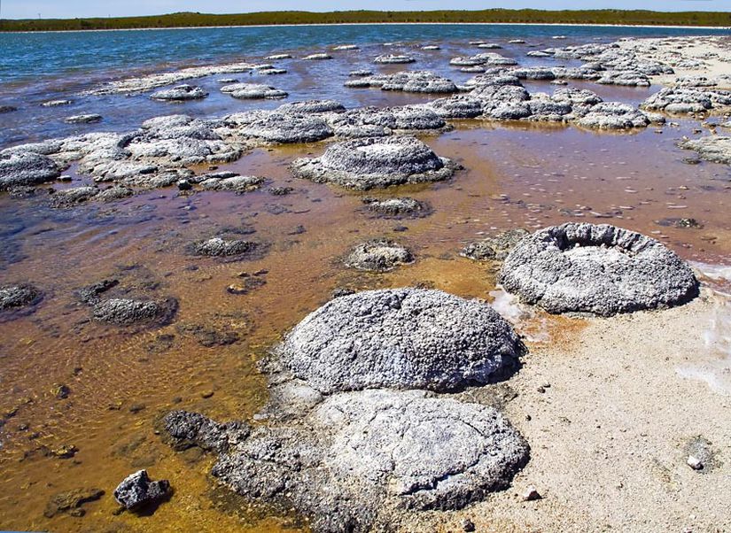 Batı Avustralya, Thetis Gölü'ndeki Stromatolitler, dip kısımları yoğun şekilde sülfat bakterileri içerir.