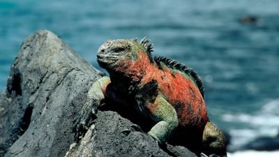 Galapagos'un Sahipleri: Deniz İguanaları ve İzolasyona Bağlı Muhteşem Adaptasyonları!