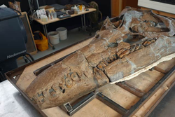 İngiltere'nin Jurassic Sahili'nde Jilet Gibi Keskin Dişlere Sahip Devasa Pliosaur 'Deniz Canavarı' Kafatası Bulundu.