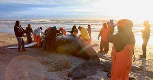 Whale Strandings Unveil Conservation Challenges