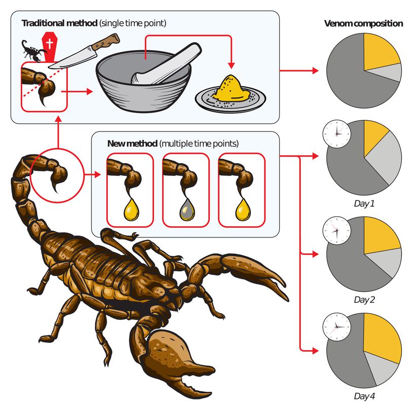 Yukarıda görülen kesim ve ezme işlemi akrep zehrinin sağılmasına kullanılan geleneksel yöntemdir. Artık bir çok modern enstitü bu şekilde sağım yapmamaktadır.