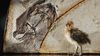 Kuşların Evriminde Geçiş Fosilleri: Makroevrimi Kendiniz Görün!