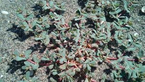 Tüysüz hanım döşeği (Euphorbia prostrata)