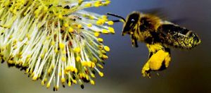 Bal Arılarının Bitki Tozlaşmasındaki Önemi