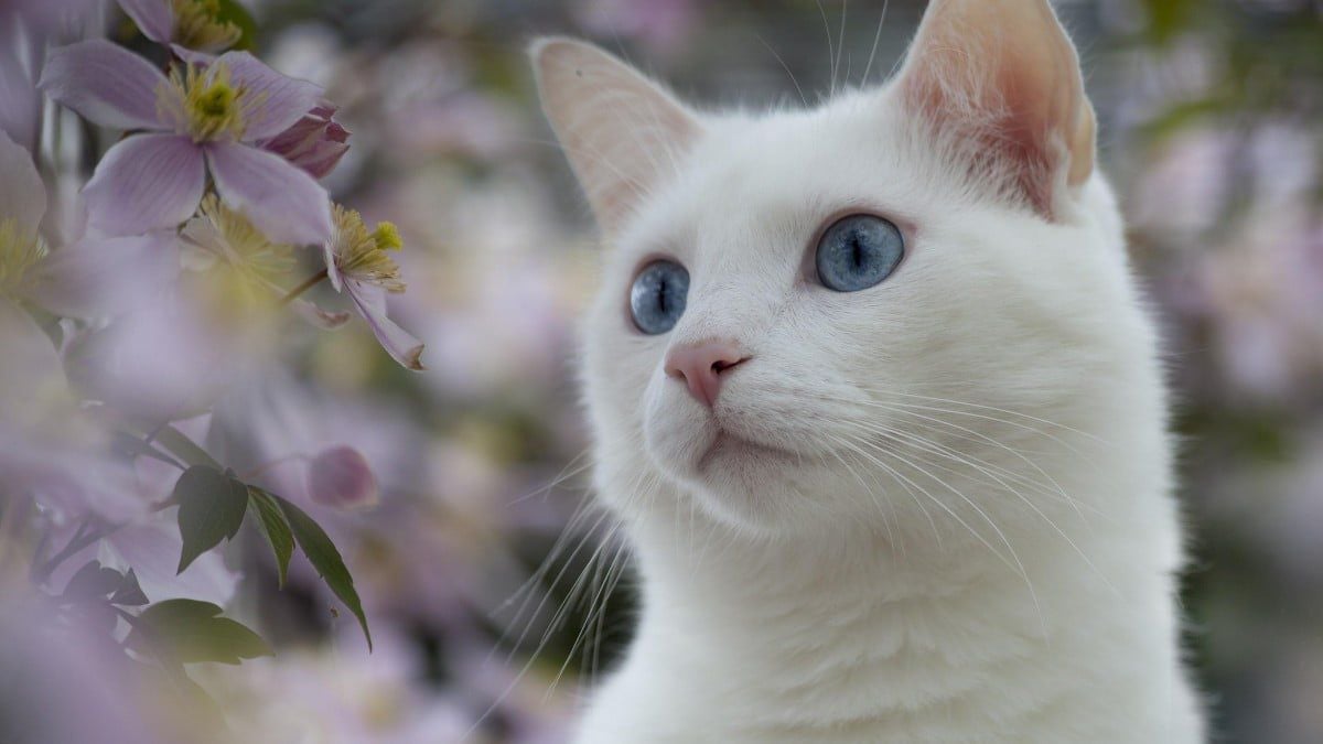 Beyaz Kedilerin Korkulu Rüyası: Sağırlık - Evrim Ağacı