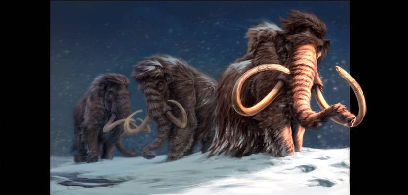 Yünlü mamutları gösteren bir çizim.