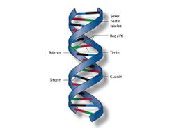 Mutasyonlar nükleotitlerin silinmesine yol açıyorsa DNA Neden yok olmuyor?