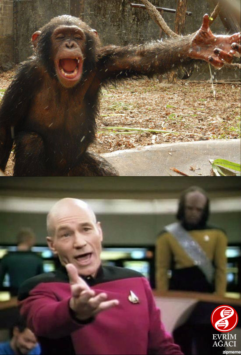 İnterneti takip edenler, Star Trek (Uzay Yolu) filminin karakteri Jean-Luc Picard'ın bu fotoğrafıyla yapılan sayısız "internet mem"ini bilecektir. Özellikle üzerine, kibarca, "Bu da ne?!" şaşkınlık ifadesi anlamına gelen "What the fuck?" ibaresiyle kullanılıyor ve inanılamayan, şaşırılan ya da aşırı saçma bulunan durumlarda paylaşılıyor. Merak edenler için bu Kızgın Picard olarak bilinen bu kare, Uzay Yolu'nun 28 Mayıs 1990'da ABD'de yayınlanan "Ménage à Troi" başlıklı bölümünden alınmıştır. Aslen orada Kaptan Picard öfkeli değildir; tam tersine, Shakespeare'ın sonelerinden birisini okumaktadır. Peki ya yukarıdaki sevimli? O Madame isimli bir şempanze. Maalesef şimdilik Shakespeare soneleri okuyamıyor, ancak yine de bu, müthiş akıllı olduğu gerçeğini değiştirmiyor. Limbe Vahşiyaşam Merkezi'nde çekilen bu fotoğrafta Madame, en yakın arkadaşı Yabien ile (fotoğrafta gözükmüyor) su altında oynuyor. Madame, merkeze Kamerunlu sahibi tarafından getirildi. Sahibi, Madame'ı satın aldığında bunun yasadışı olduğunu bilmiyormuş ve Ebola riski taşıdığını öğrenince, ondan kurtulmak istemiş. Limbe Vahşiyaşam Parkı, böylelikle Madame'ın yeni evi olmuş.
