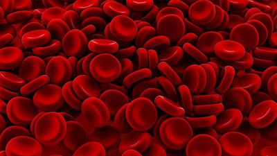 Kemik İliği Dışında Kan Hücrelerinin Üretimi